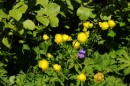 Trollblume - Trollius europaeus * 1217 x 807 * (415KB)